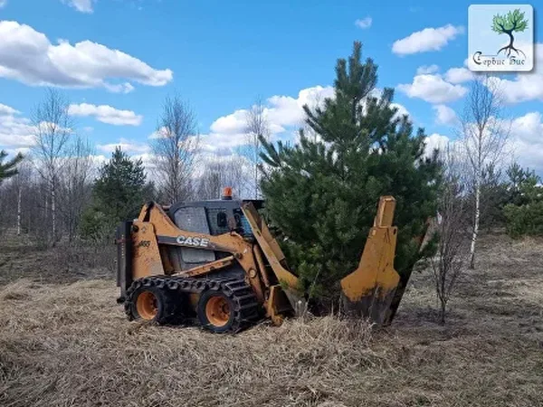 ПЕРЕСАДКА КРУПНОМЕРНЫХ ДЕРЕВЬЕВ