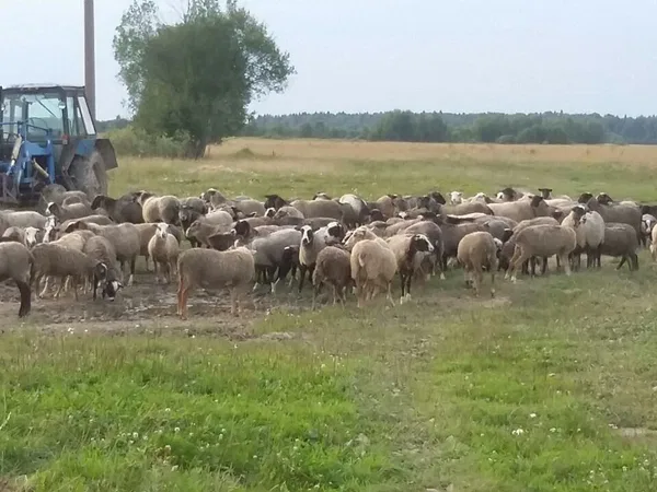 Трактор МТЗ Беларус 80 с куном