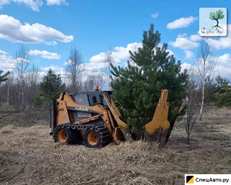 ПЕРЕСАДКА КРУПНОМЕРНЫХ ДЕРЕВЬЕВ