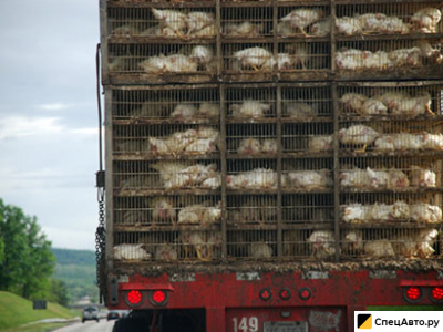 ПЕРЕВОЗКА ПТИЦ