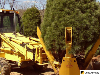 Пересадка деревьев