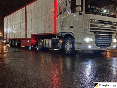 Скотовоз. Перевозка крс